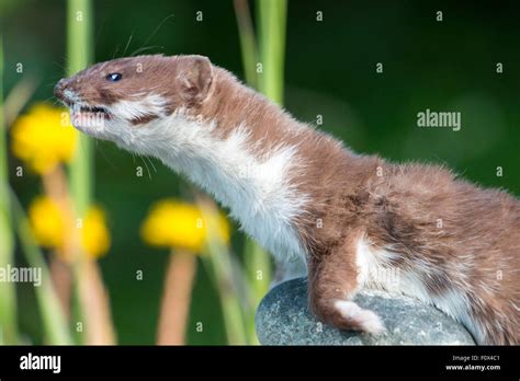 Stoat (Mustela erminea) on alert watching. closeup, 155422 Stoat Stock Photo - Alamy