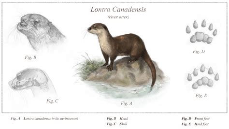 Species Spotlight: River Otter - Columbia Land Trust