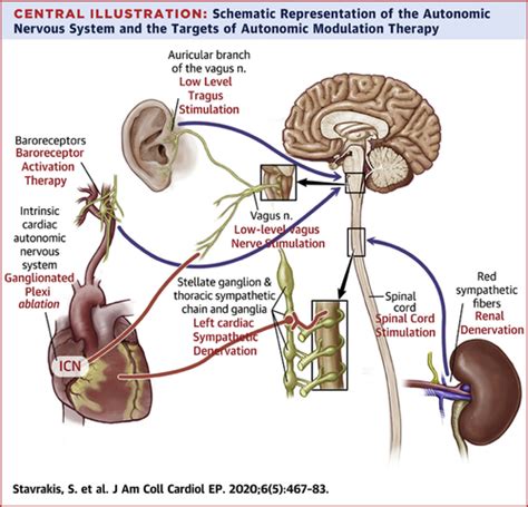 Autonomic Nervous System Precision Regulation - cruiseimage