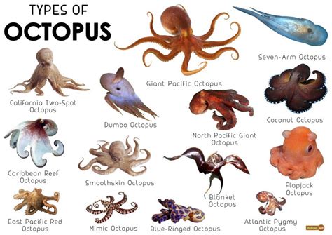 Octopus Facts, Types, Lifespan, Classification, Habitat, Pictures