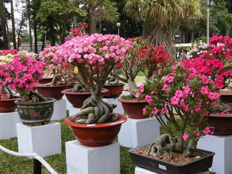 Bonsai Adenium atau Kamboja Jepang