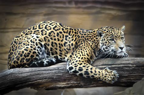 Spotted jaguar | Eugene Lagana | Flickr