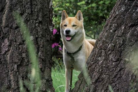 Shiba Inu Pomeranian Mix Puppies