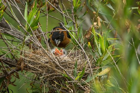 June Beginner Bird Walk — Whittier Area Audubon Society