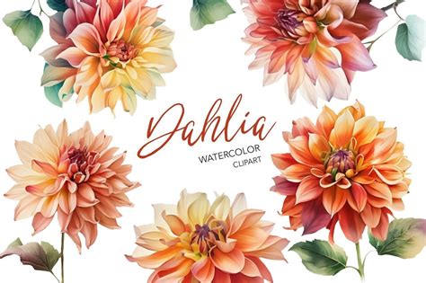 Watercolor Dahlia Clipart Graphic by NKTKNS · Creative Fabrica