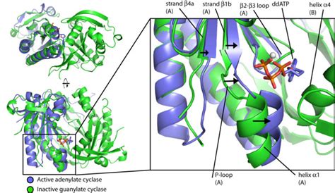 Proposed guanylate cyclase activation mechanism. Comparison of helix α1 ...