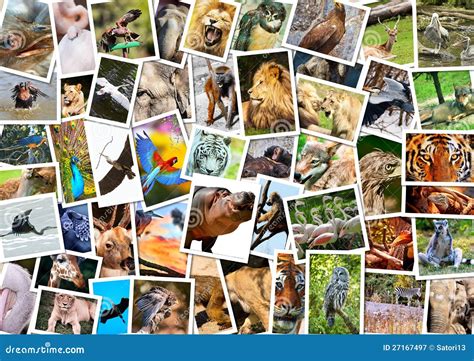 562 Different Animals Collage Stock Photos - Free & Royalty-Free Stock ...