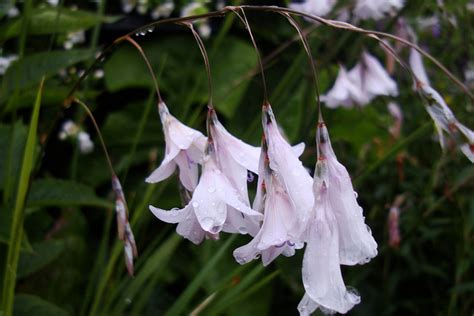 Dierama pulcherrimum var. album – Ballyrobert Gardens