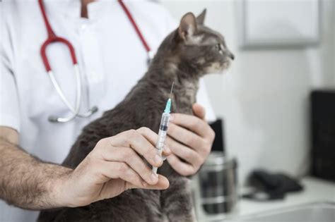 Cat Rabies Vaccine: Schedule, Cost & Side Effects | Westport Vet