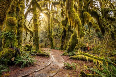 What To Pack For a Trip to Washington’s Hoh Rainforest – Red Ledge