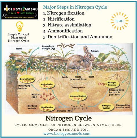 5 Steps in Nitrogen Cycle with Simple Diagram and Notes on Anammox ...