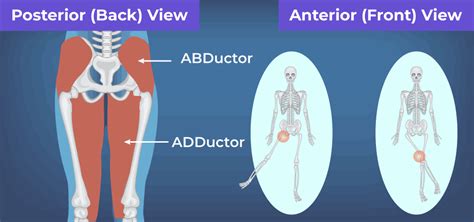 Difference Between Abductor and Adductor Muscles - GeeksforGeeks