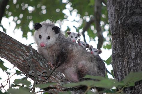 Opossum Facts and Garden Benefits - Dre Campbell Farm