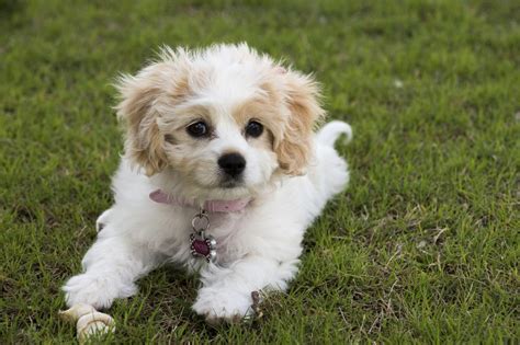 Don't Miss! Tips on Grooming and Daily Care for Cavachon Puppies - DogAppy