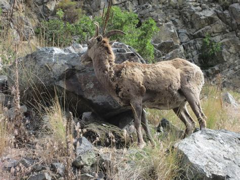 Trailside Adventures: Hell's Canyon - The Wildlife