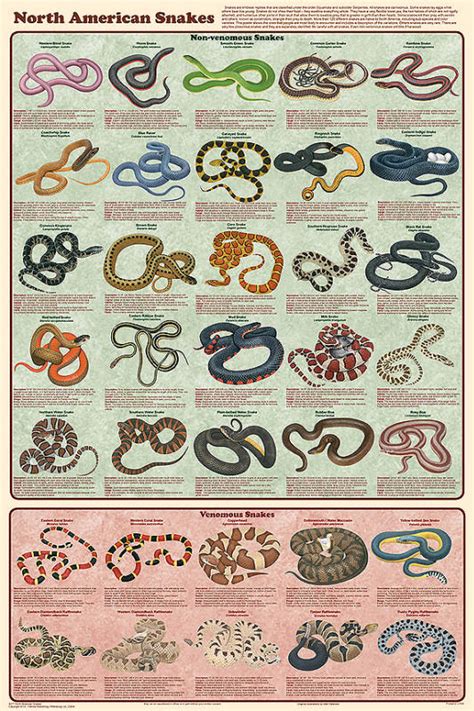 North American Snakes Poster by Feenixx Publishing - Educational and Hobby Posters