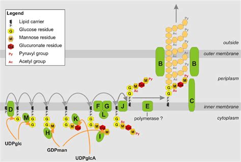 Figure 1-1 from Engineering and characterization of Xanthomonas ...