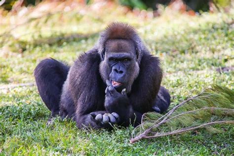 Cross River Gorilla - A-Z Animals