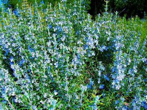 Growing Rosemary In Pots Indoors: 9 Best Tips For Rosemary