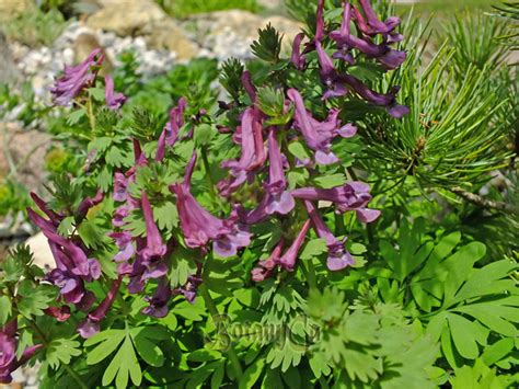 Growing Corydalis solida & allies from seeds – Botanically Inclined – Seed Adventures