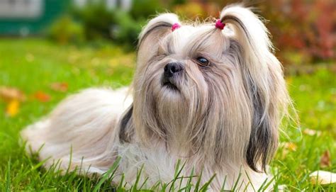 Shih Tzu il cane imperiale cinese giocherellone e simpatico ...