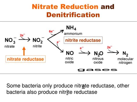 PPT - Ex. 17: Nitrate Respiration (Nitrate Reduction Test) PowerPoint ...