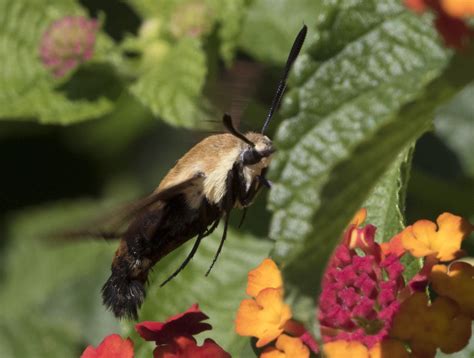 Beachgirl's Blog: Beth's Patch ~ Snowberry Clearwing Moths