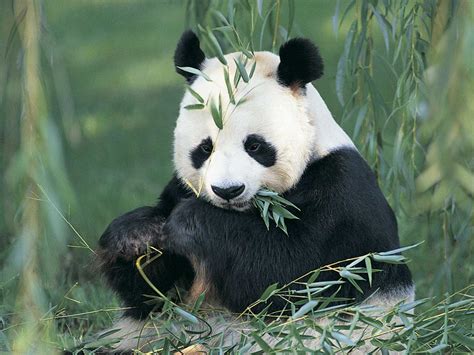 Cute Panda Bears - Animals Photo (34915026) - Fanpop