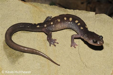 Yellow-spotted Woodland Salamander (Plethodon pauleyi)