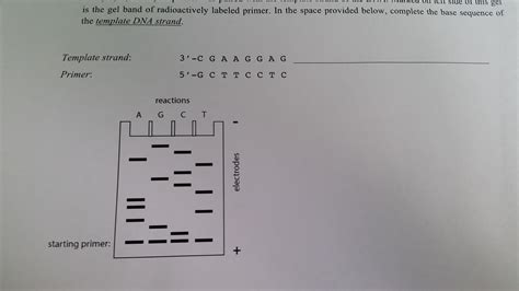 Solved Fred Sanger invented the first method for sequencing | Chegg.com