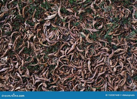 Faded Chestnut Leaves on the Ground. Autumn Foliage Background. Filtered Image Stock Photo ...