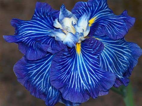 Colors, Patterns of Japanese Iris - Mt. Pleasant Iris Farm