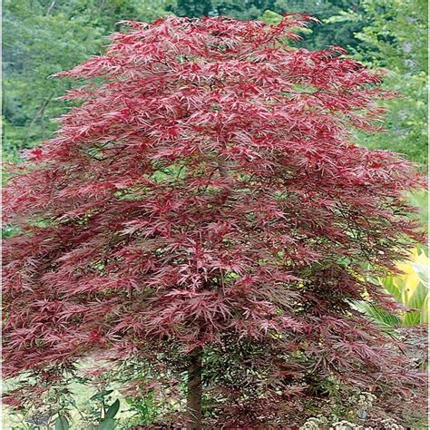 9.55-Gallon Red Dragon Japanese Maple Feature Tree (L11802) at Lowes.com