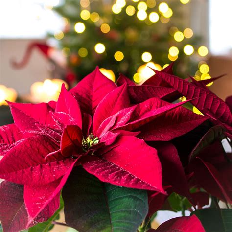 NATIONAL POINSETTIA DAY - December 12, 2022 - National Today