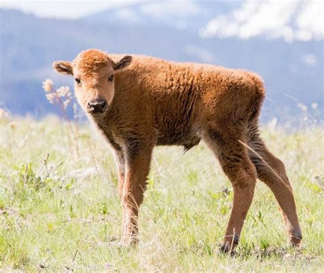 Bison Calf | MowryJournal.com