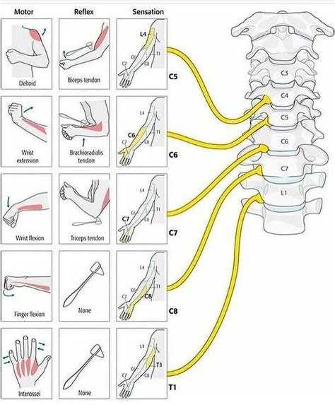 Medical Contents on Instagram: “Learning about myotomes of upper limb ...