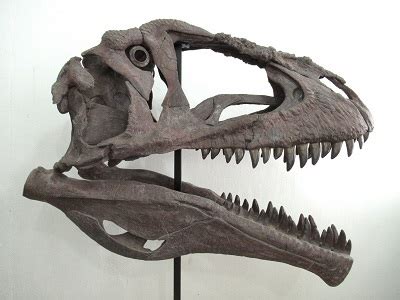 Researchers: Tiny T. Rex Arms Don't Matter Since Skull was So Massive