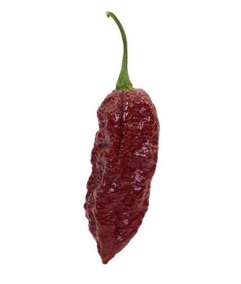 Chocolate Ghost Pepper (Bhut Jolokia) - PepperHead