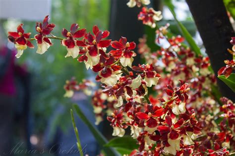 Maria's Orchids: Oncidium Volcano Midnight 'Volcano Queen'