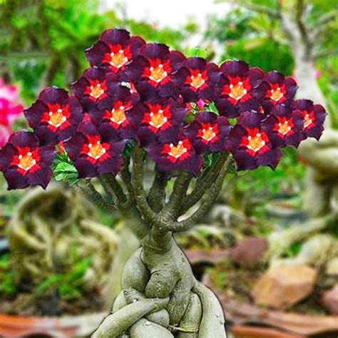 Brown Black Adenium Desert Rose seeds ... | Desert rose plant, Rose seeds, Adenium