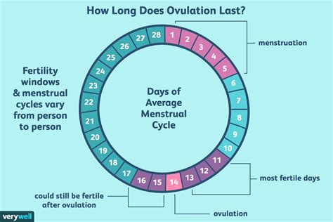 Ovulation Calendar 3 Week Cycle | Month Calendar Printable