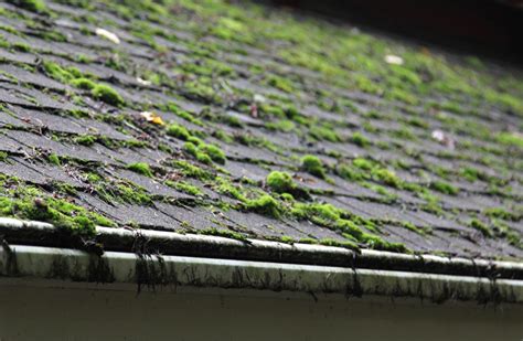 Roof Moss Removal: How To Remove Moss From Roof For Good