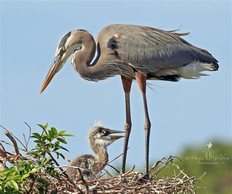 Grey Heron mother with chick at nest Sarasota, Florida | Must Do ...