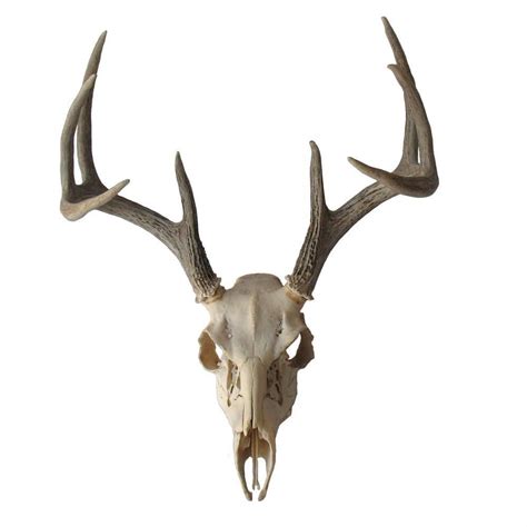 607783a2-3a04-42d4-a529-bd43b0b17b18 (1000×1000) | Deer skull tattoos, Animal skulls, Animal ...