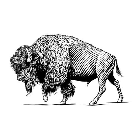 Pen & Ink Illustrations- Animals - KeithWitmer.com | Buffalo tattoo ...