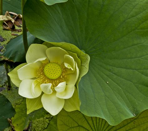 Yellow Lotus Flower Background Free Stock Photo - Public Domain Pictures