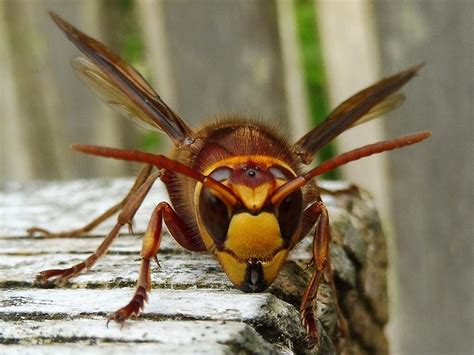 European Hornets | Sussex Wildlife Trust