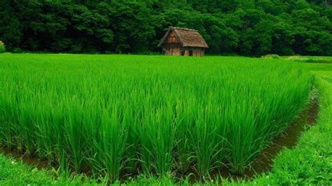 nature, Landscape, Green, Water, Trees, House, Forest, Grass, Field ...