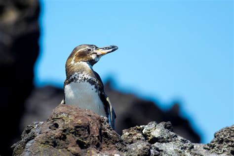 16 Eye-Opening Facts About Galapagos Penguins - Polar Guidebook