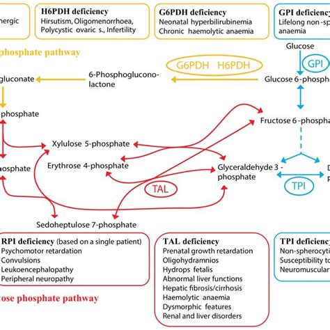 (PDF) The return of metabolism: Biochemistry and physiology of the ...